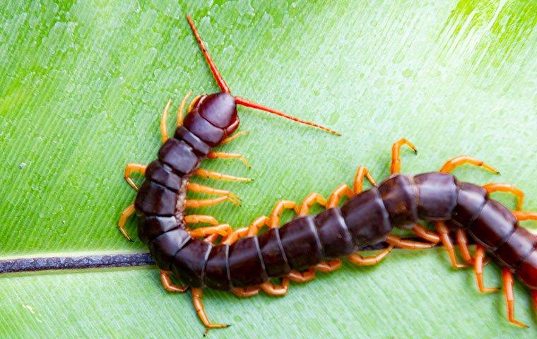 Garden What Do Centipedes Eat