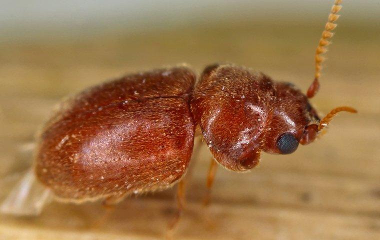 Carpet Beetles In Denton: How To Identify, Eliminate And Deter