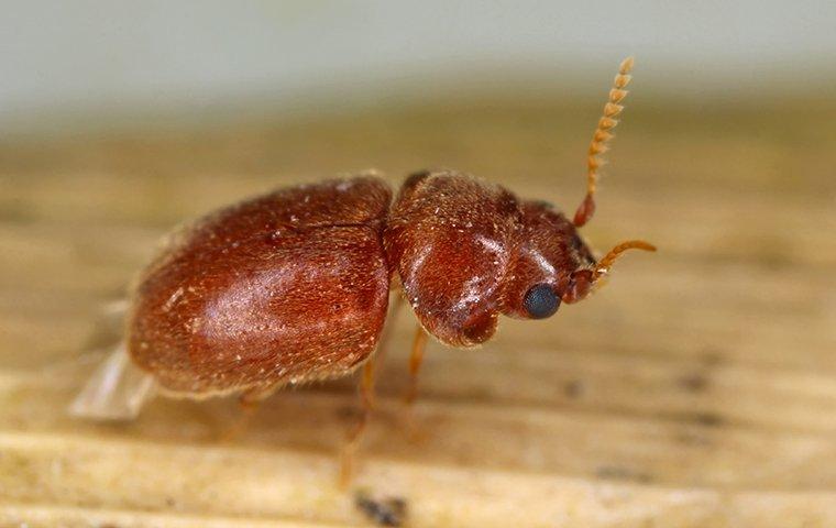 how-to-keep-beetles-out-of-your-allen-pantries