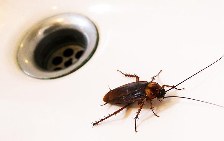 i found a cockroach in my kitchen sink