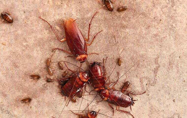 Ant Control And Prevention In Phoenix