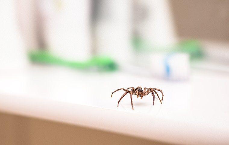 House Spiders  Pest Information & Prevention Tips