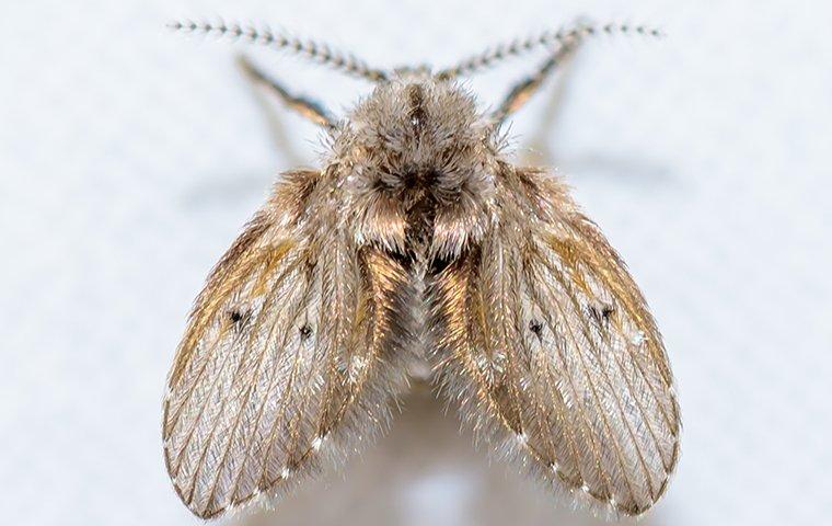 https://bcms-files.s3.amazonaws.com/rvLzbR5z6A-1371/images/blog/drain-fly-crawling-in-sink.jpg