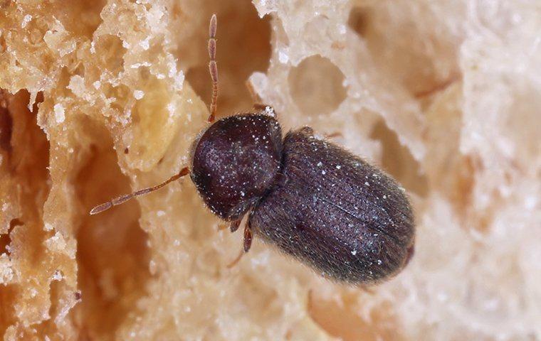 Beware the Pantry Moth, You'll Never Completely Get Rid of Them