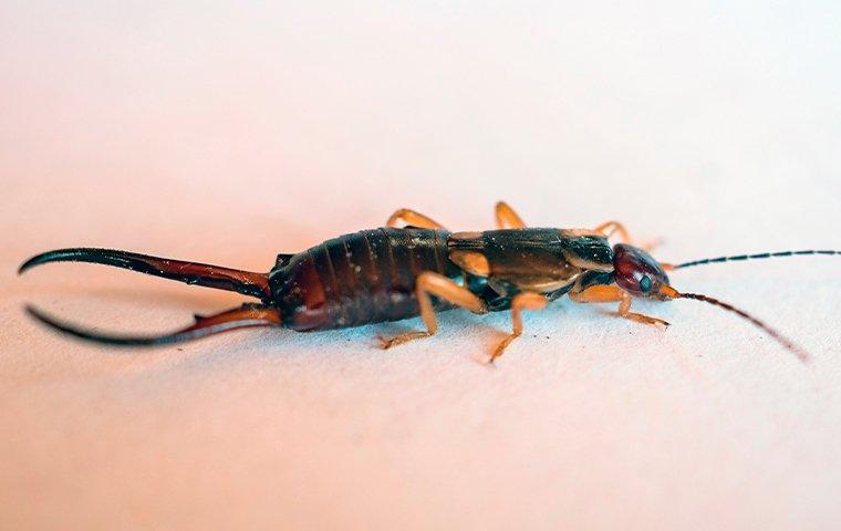 All About The Very Lewisville Earwig