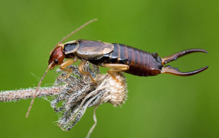 The Full Truth About Earwigs Crawling In Ears