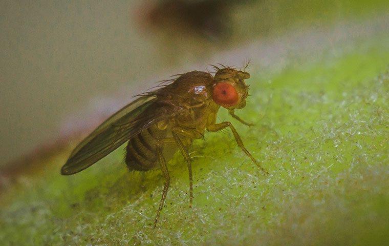 How To Quickly Get Rid of House Flies and Fruit Flies