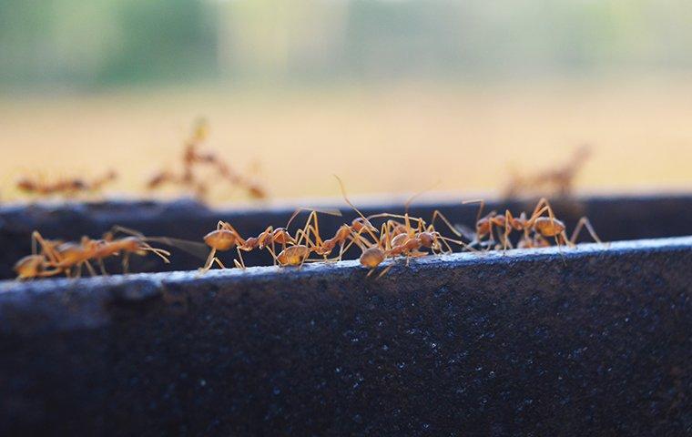 https://bcms-files.s3.amazonaws.com/rvLzbR5z6A-1371/images/blog/fire-ants-crawling-on-a-bench.jpg