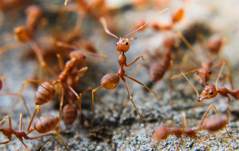 Off With Their Heads: Ant-Decapitating Flies, And Other Ways To Deter Fire  Ants - WUNC