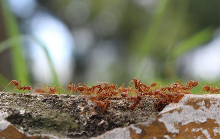 red ants vs fire ants