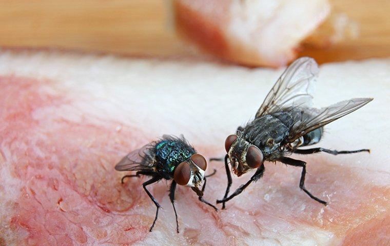 Flies 101: Information on Types of Flies & Prevention