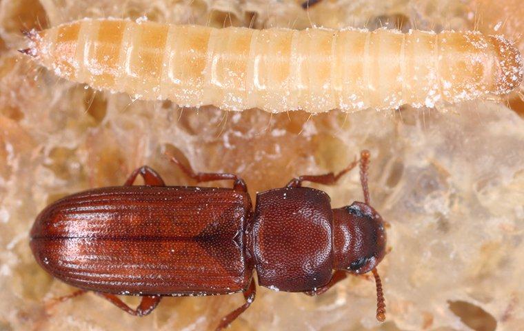 Flour Beetle And Larvae 2 