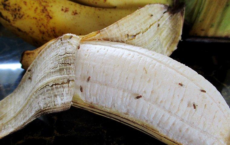 Fruit Flies Swarming Bananas In Plano 