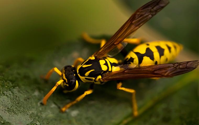 a full wasp on a wet leaf