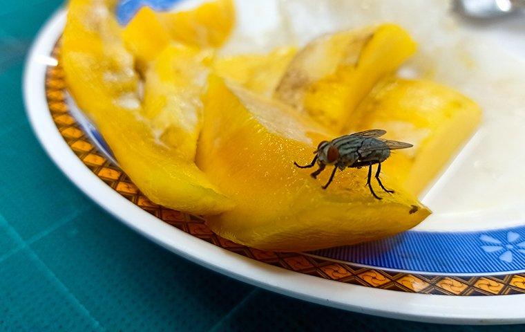 house flies on food