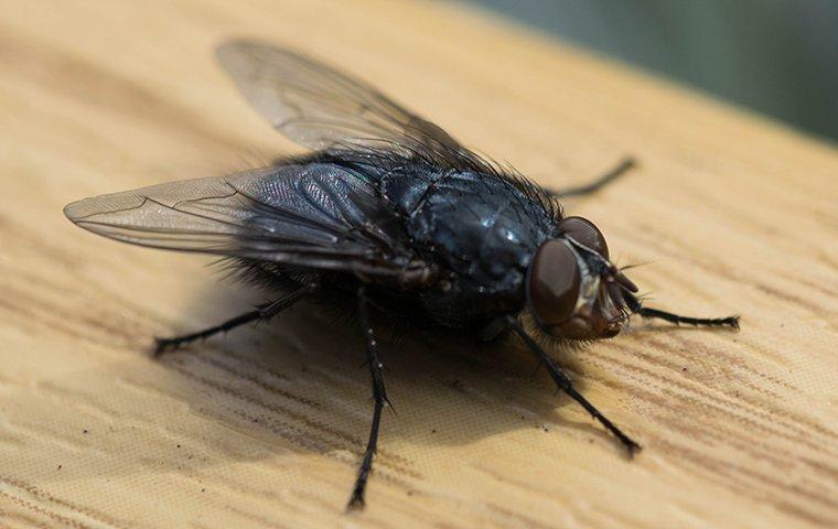 How To Get Rid of Cluster Flies - Cluster Fly Control Guide