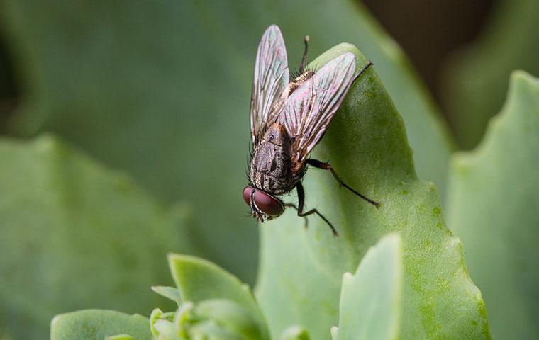 How to Get Rid of Flies in the House