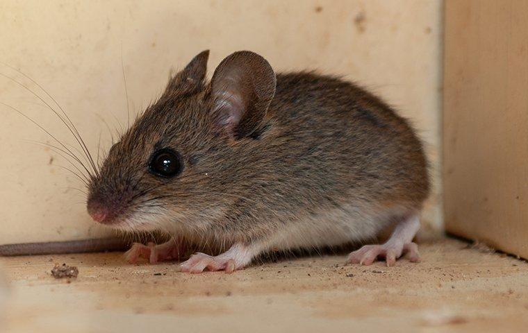 The House Mouse