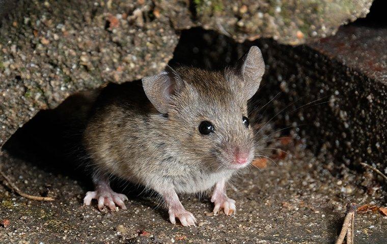 How To Get Rodents Out Of Attic