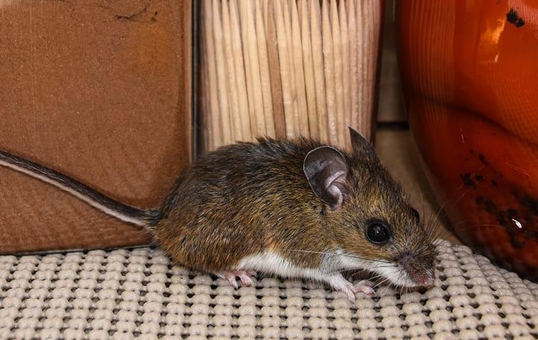 Mice in the Attic - Adam's Pest Control