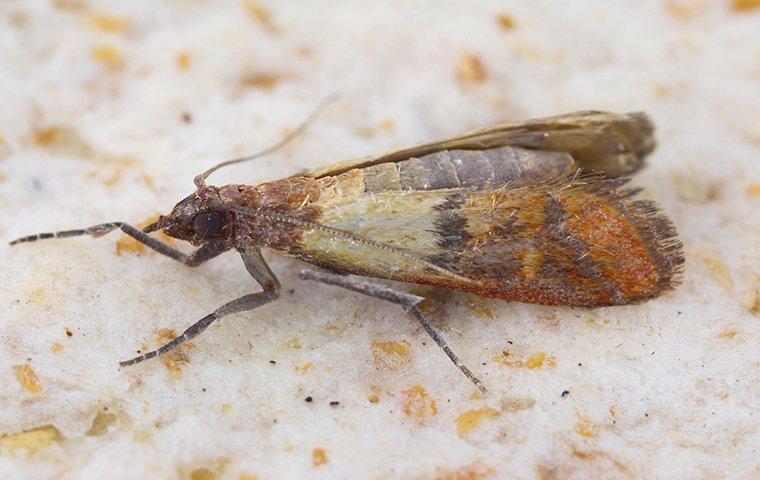 What's That Moving in My Cereal Box? How to Deal with Pantry Moths