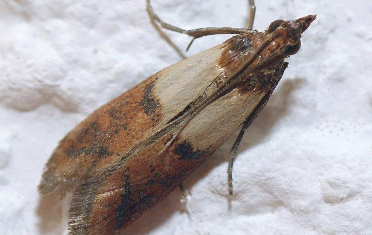 How To Keep Pantry Moths Out Of Your Stored Food In Lewisville