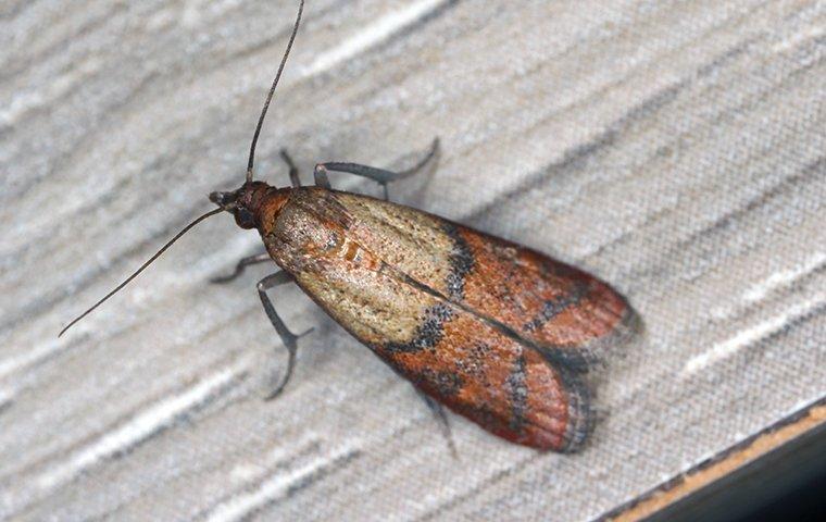 How To Keep Pantry Moths Out Of Your Stored Food In Lewisville