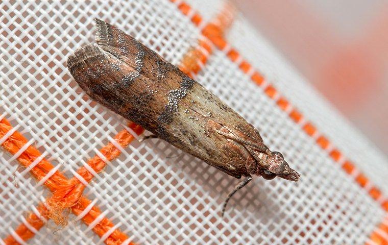 How To Keep Pantry Moths Out Of Your Stored Food In Lewisville