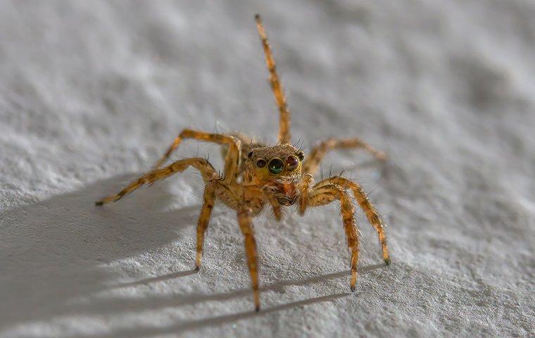 The Jumping Spider Isn't the Only Spider That Jumps in Denton