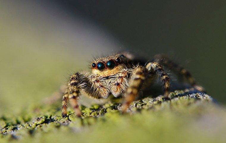 Jumping Spider, Pest Library