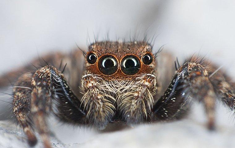 The Jumping Spider Isn't the Only Spider That Jumps in Denton