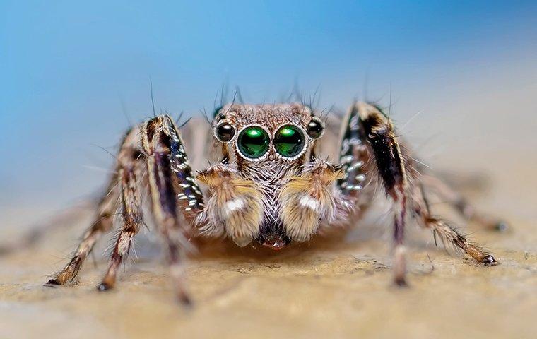 Makeup fails to solve mystery of why jumping spiders have back stripes, Spiders