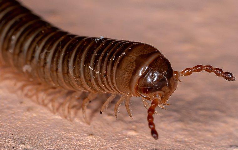 giant millipede face