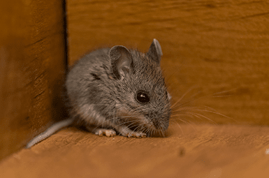 How to Keep Mice Away From Your Home