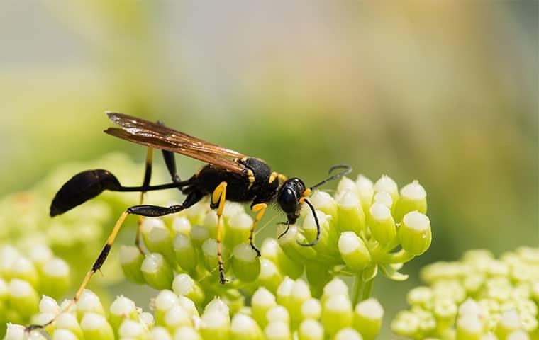 How Dangerous Are Mud Daubers In Allen?