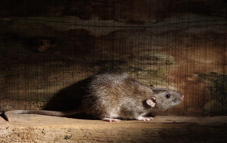 https://bcms-files.s3.amazonaws.com/rvLzbR5z6A-1371/images/blog/norway-rat-in-home-basement.jpg