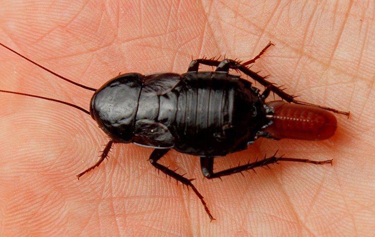 Heres How To Get Rid Of Oriental Cockroaches In Frisco Homes