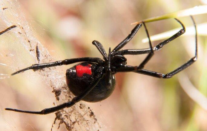 Invasive brown widow spiders are pushing out black widows