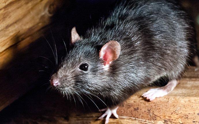 How Rat Removal Services Work - Alford Wildlife And Pest Management