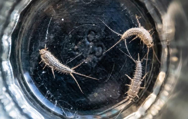 How to Make Natural Moth & Silverfish Repellant