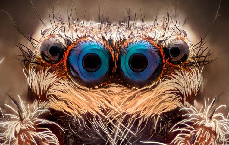 Flower Pot Jumping Spider Hide 