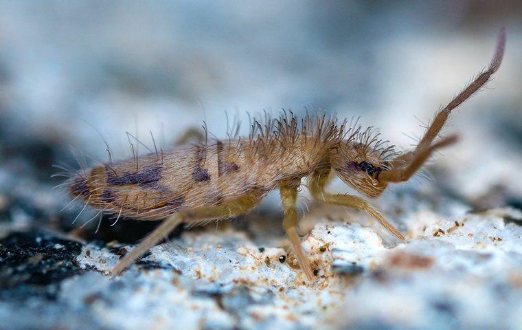 Taking the 'Spring' Out of Springtails - Pest Control Technology