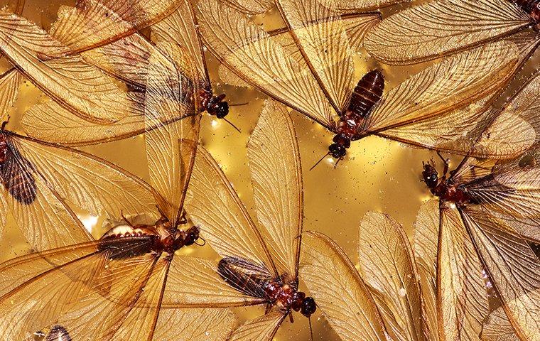 subterranean termites swarmers