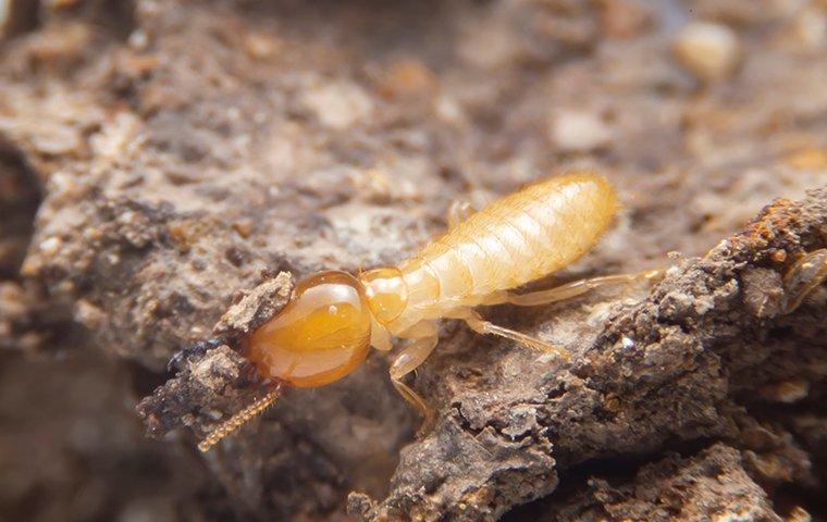 Termite Pictures | Download Free Images on Unsplash