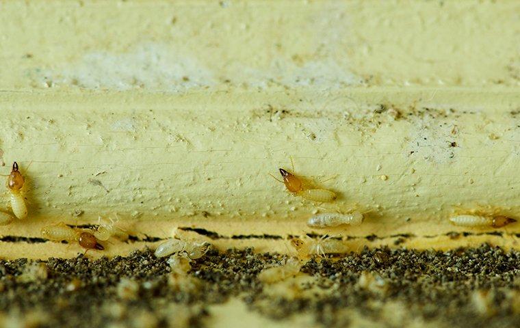 how to get rid of termite swarmers