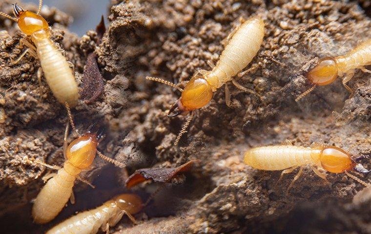 Six Myths About Termites In Allen You Probably Still Believe