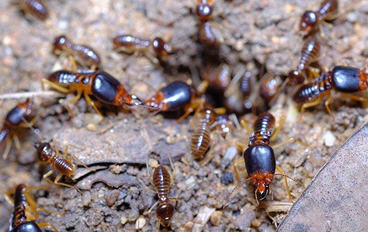 What To Do If Termites Have Made Their Way Into Your Frisco Home