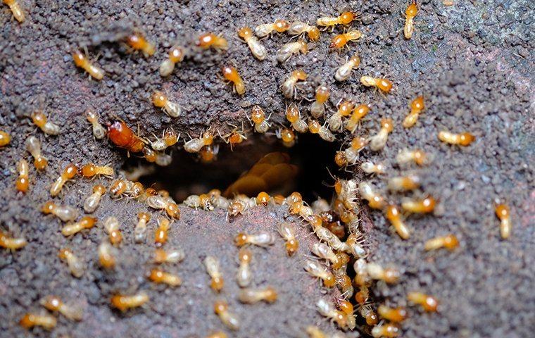 How to Spot Termite Damage in Your Home