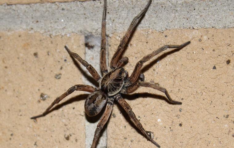 giant wolf spider