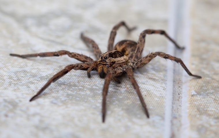 Are The Wolf Spiders In McKinney Something To Worry About?